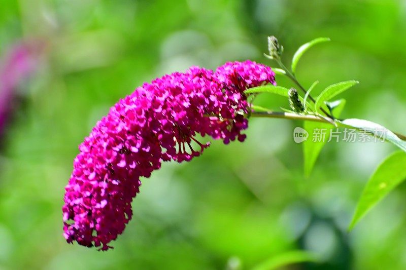 budleja / Butterfly Bush /夏季丁香